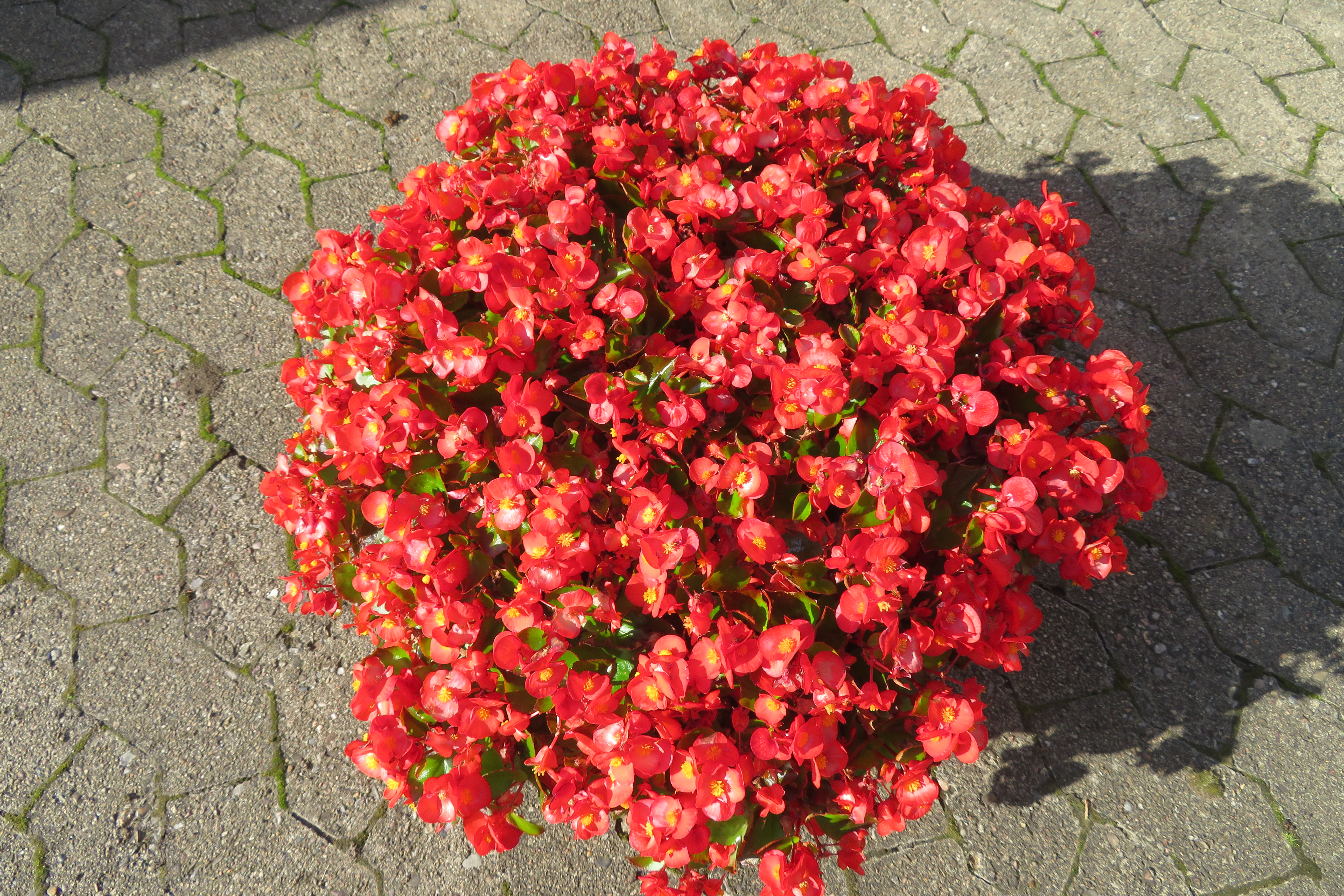 Sommerbepflanzung aus Eisbegonien für eine Grabstätte