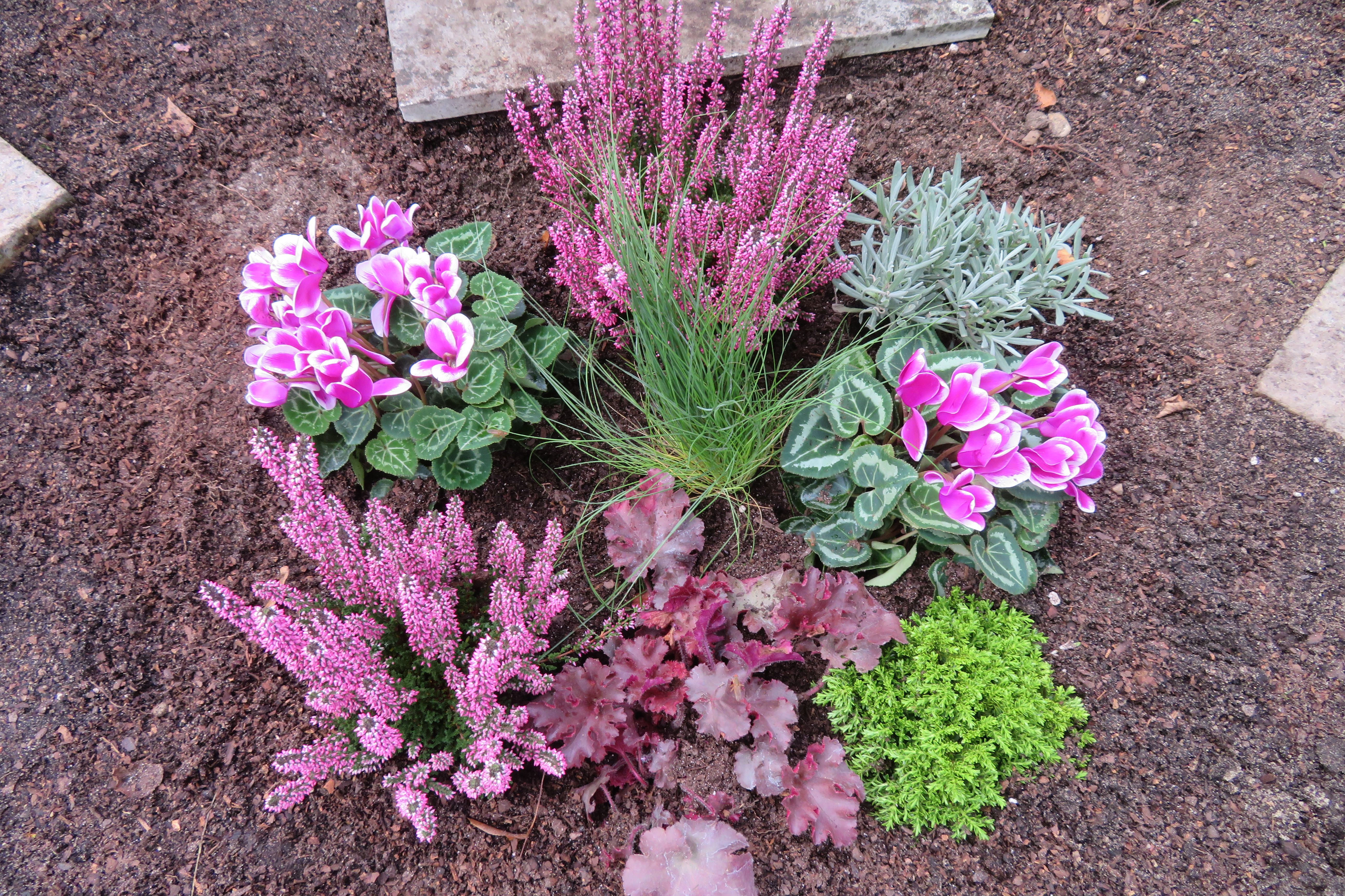 Spaetsommerbepflanzung für eine Grabstaette auf dem Friedhof